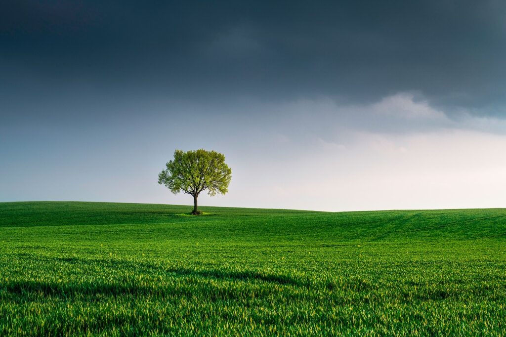 tree-6147402_1280